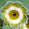 Primula Auricula Grey Monarch - Abriachan Nurseries